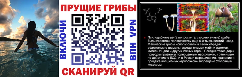 продажа наркотиков  Чегем  Псилоцибиновые грибы MAGIC MUSHROOMS 